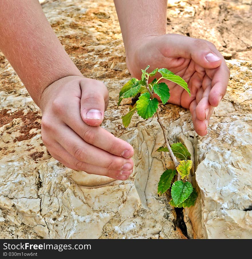 The man carefully reached out his hands to a tree which grew from a crack in the stone. The man carefully reached out his hands to a tree which grew from a crack in the stone