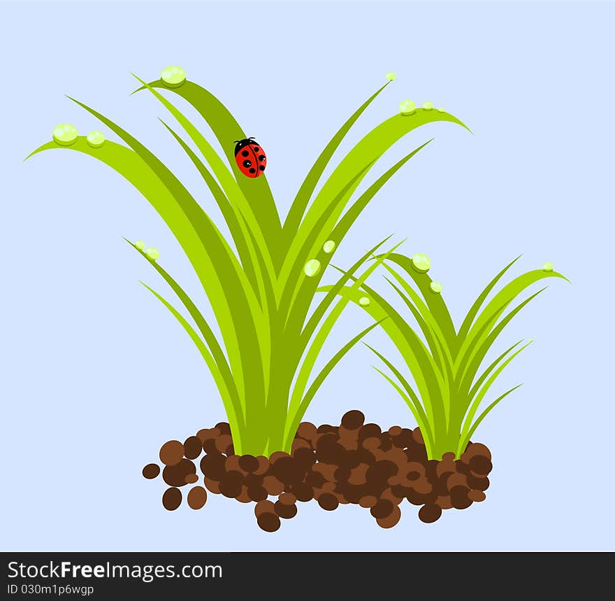 Green grass with water droplets and ladybug. Green grass with water droplets and ladybug