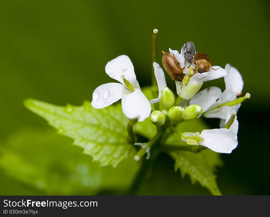 Byturus small beetle and flower