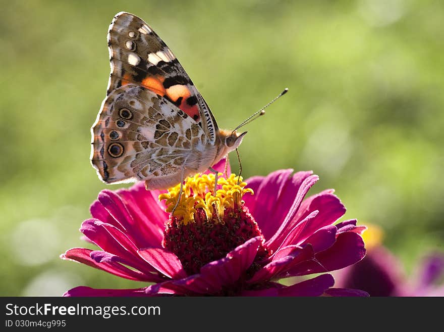 Butterfly in the green nature summer