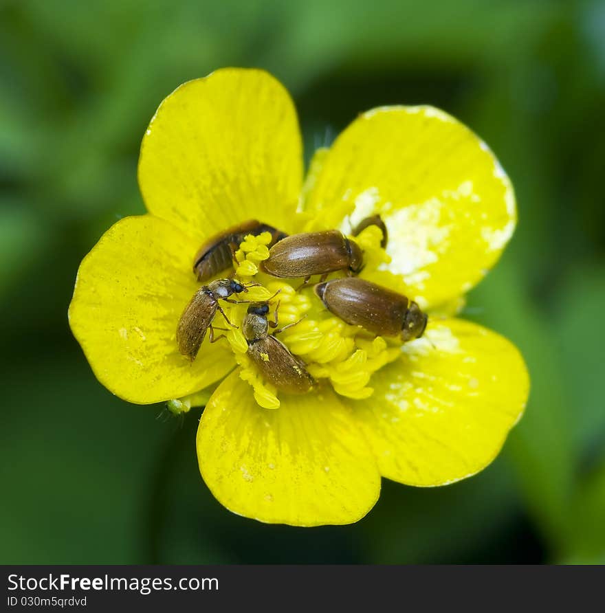 Byturus small beetles in the flowers ranunculus