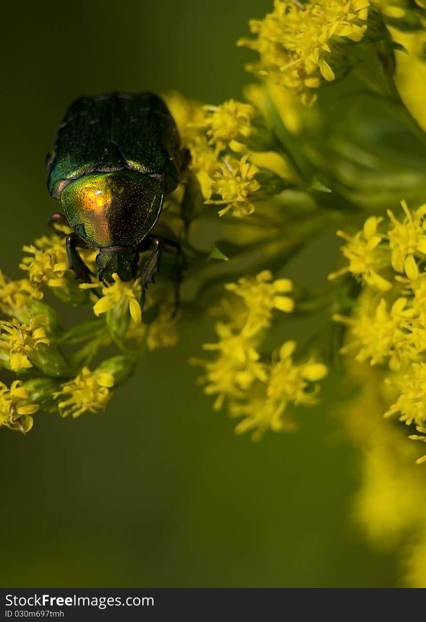 Cetonia aurata