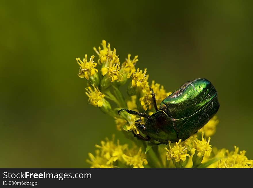 Cetonia aurata