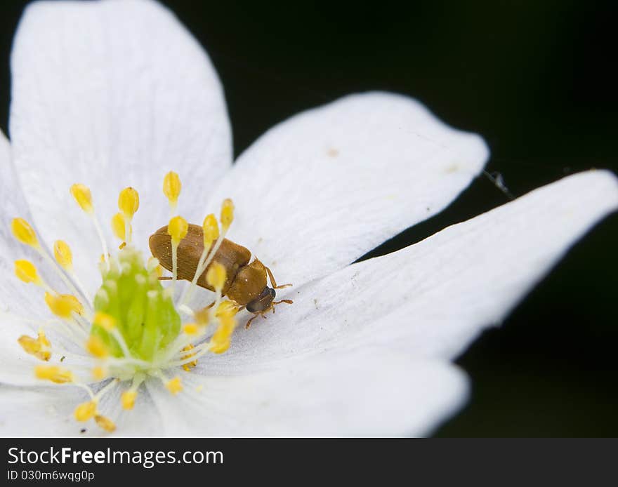 Byturus small beetles in the flowers anemone