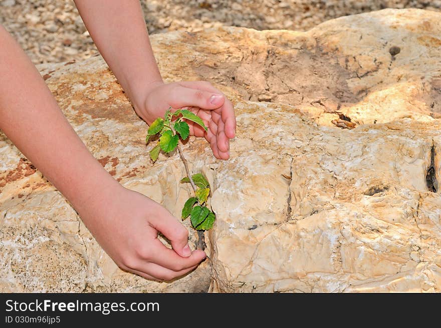 The man carefully reached out his hands to a tree which grew from a crack in the stone. The man carefully reached out his hands to a tree which grew from a crack in the stone