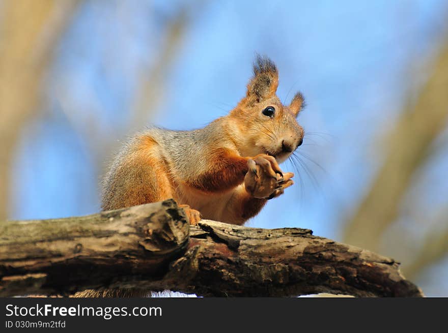 Red squirrel.