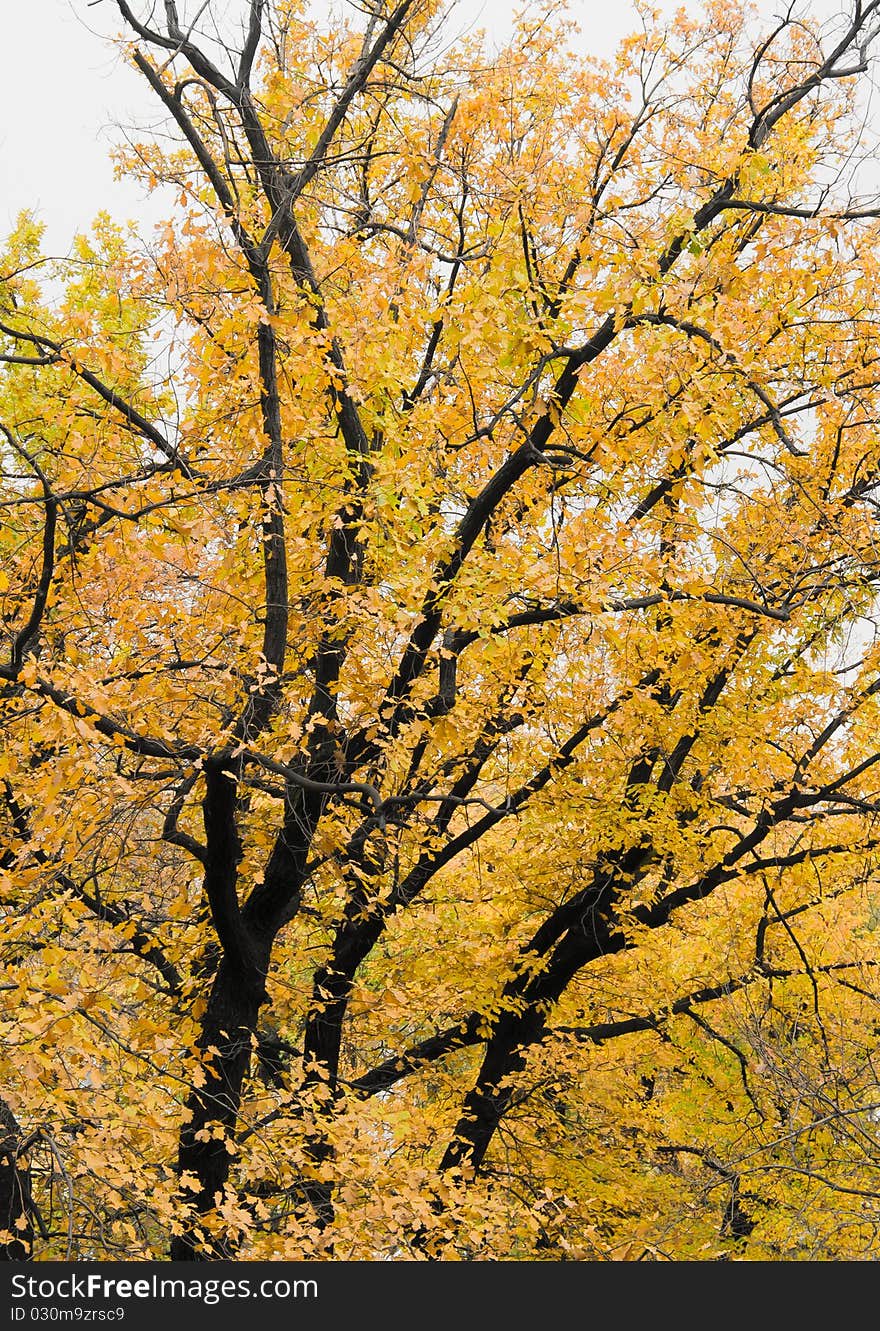 Big Autumn Tree