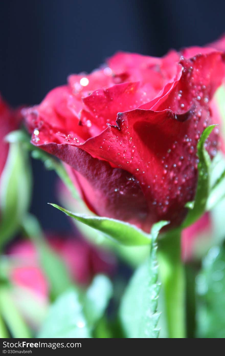 Photo of nice rose on a black background. Photo of nice rose on a black background