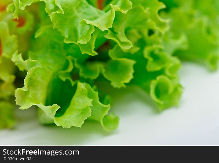 Lattuce, salad vegetable on white background. Lattuce, salad vegetable on white background