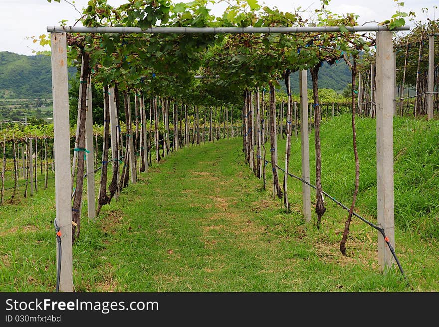 Vineyard in Hua Huin Hill, Thailand