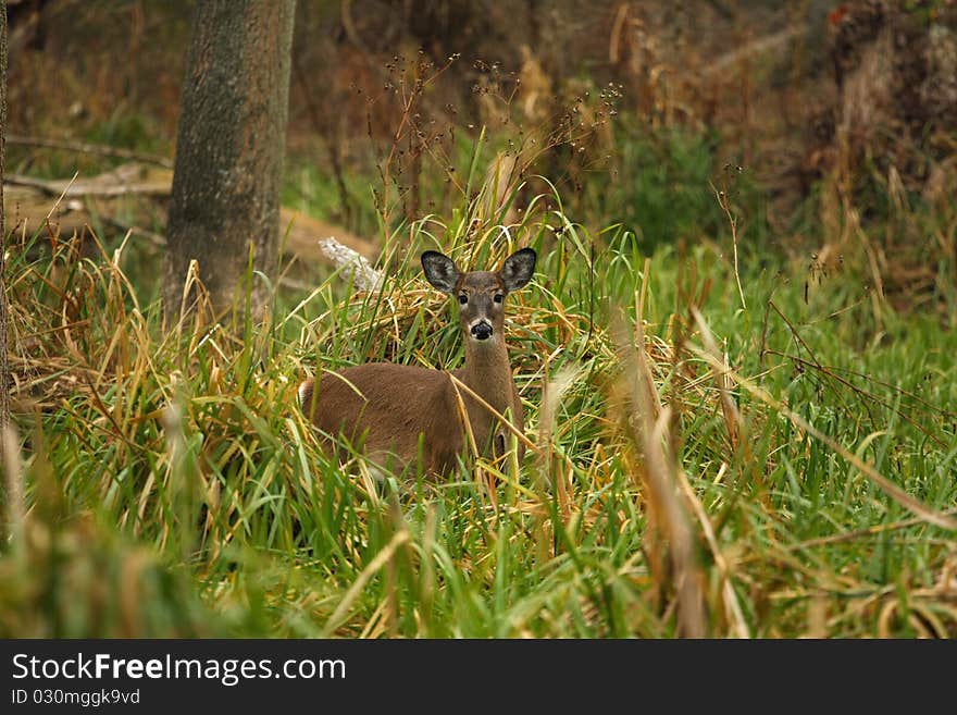 White-tailed Deer Doe standing in marsh grass