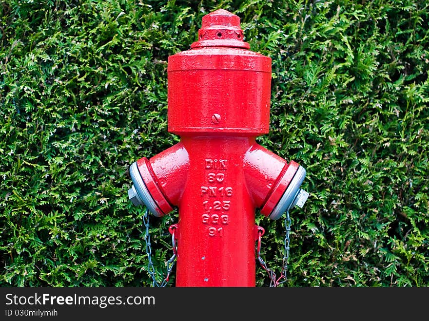 Red fire hydrant in front of green hedge. Red fire hydrant in front of green hedge