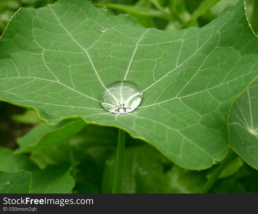 Green leaf plant with a drop in the center. Green leaf plant with a drop in the center