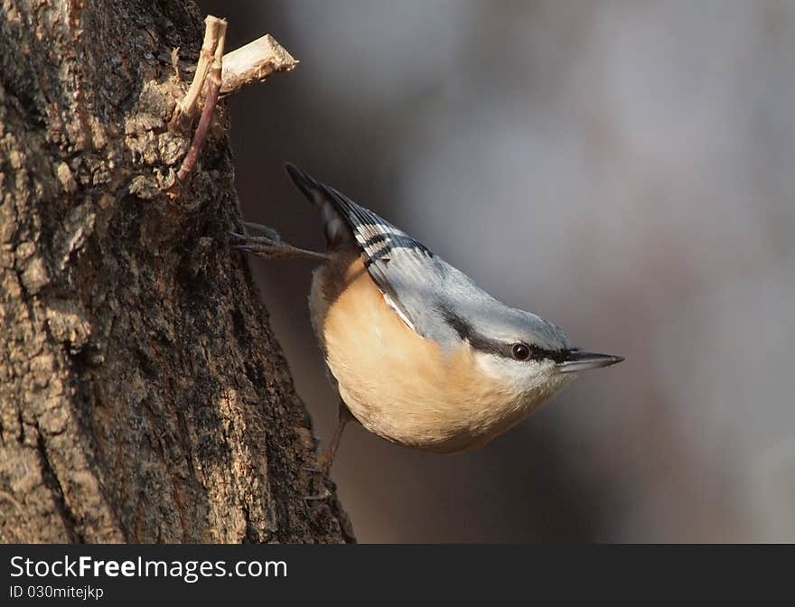 An Eurasian Nuthatch in a typical posture on a tree trunk. An Eurasian Nuthatch in a typical posture on a tree trunk.