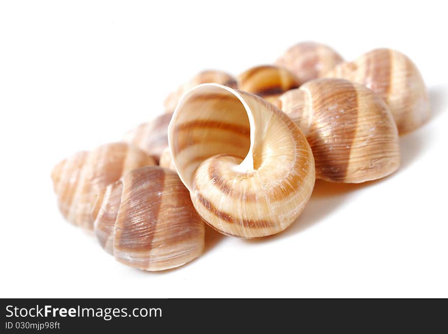 Beautiful sea shell. isolated on white background