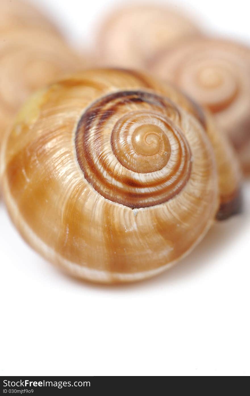 Beautiful sea shell. isolated on white background