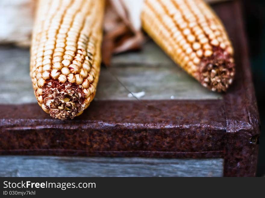 Several ripe yellow corn laying. Several ripe yellow corn laying