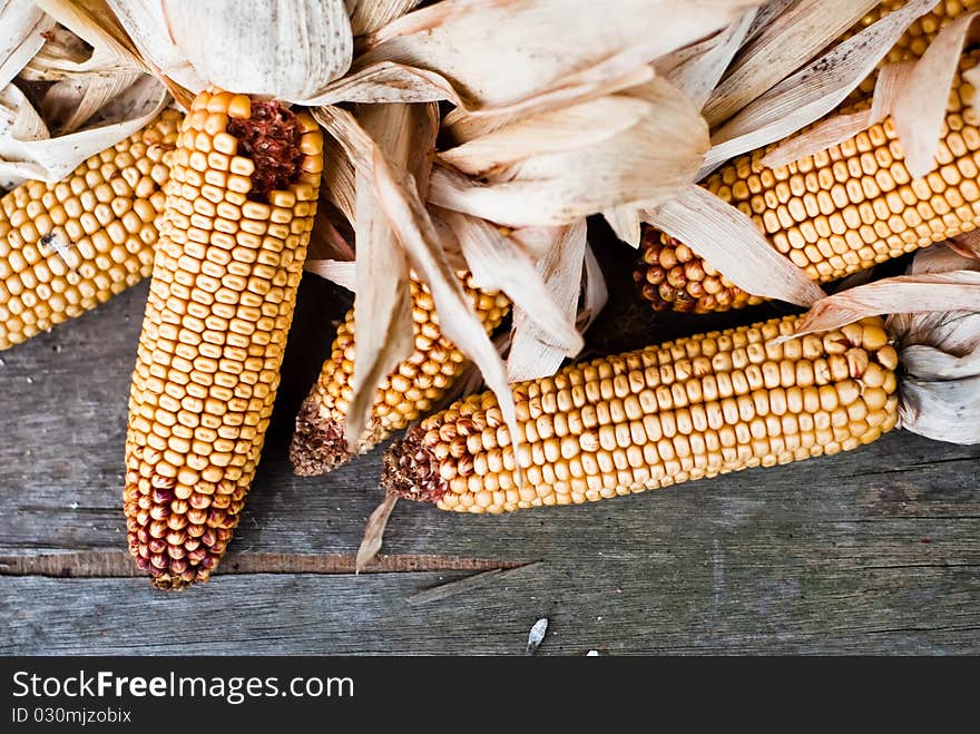 Several ripe yellow corn laying. Several ripe yellow corn laying