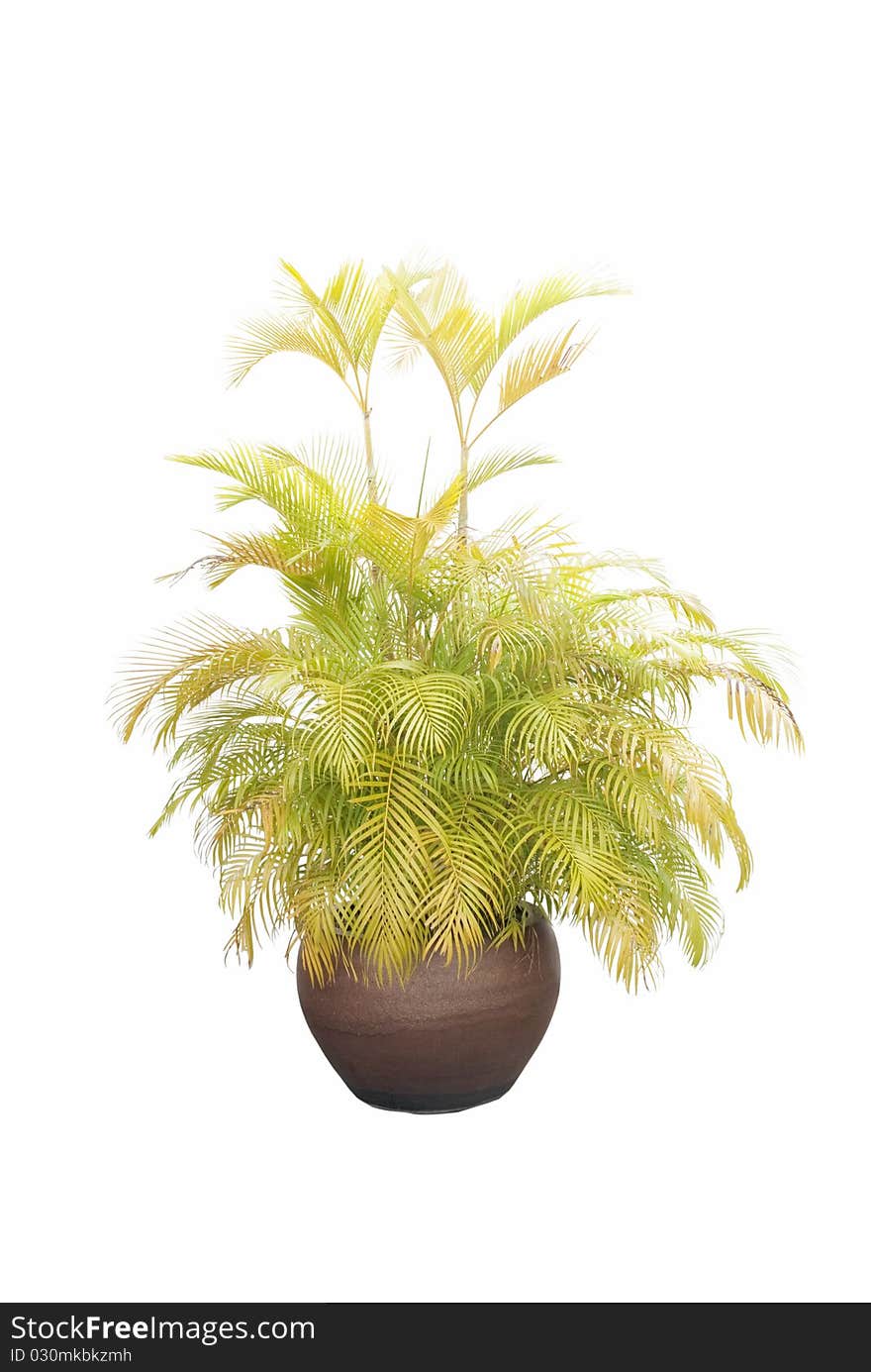 A small size palm tree in a clay pot isolated on white background. The tree is used for decoration architecture.