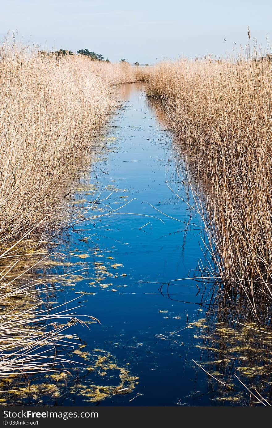 Small river runs through the reeds. Small river runs through the reeds