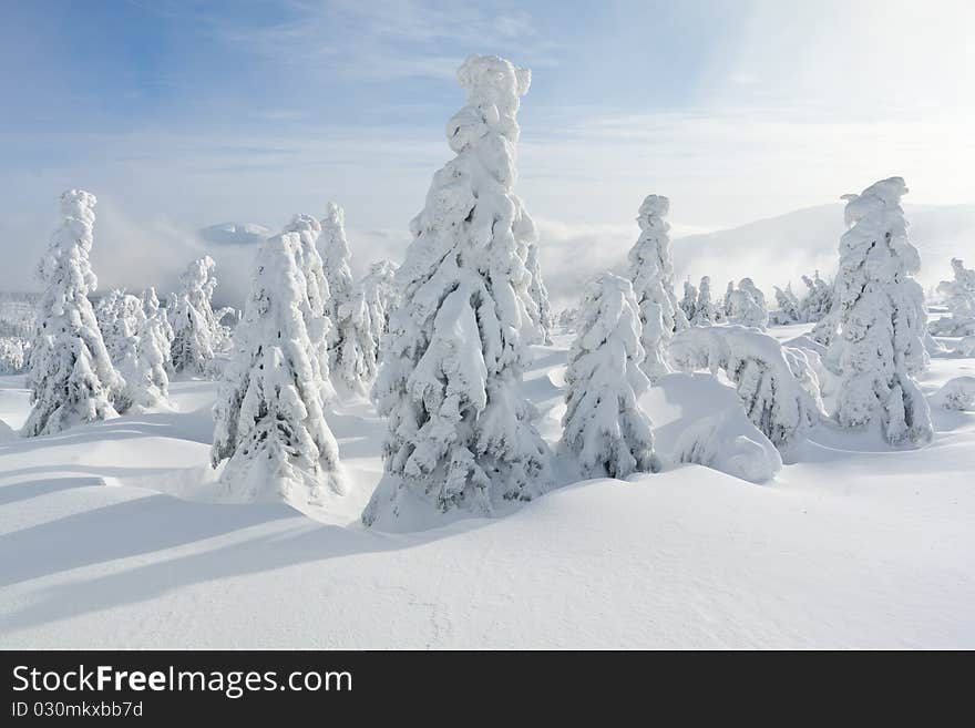 Snow covered landscape with trees. Snow covered landscape with trees