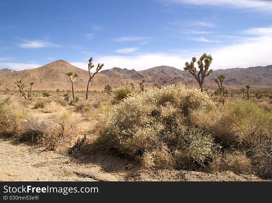 Shrubs in Joshua Tree National Park