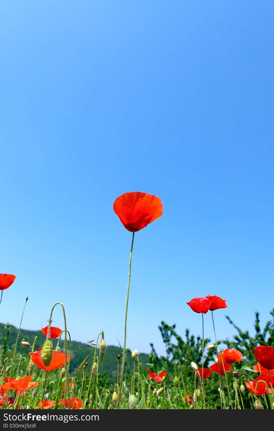 Poppies