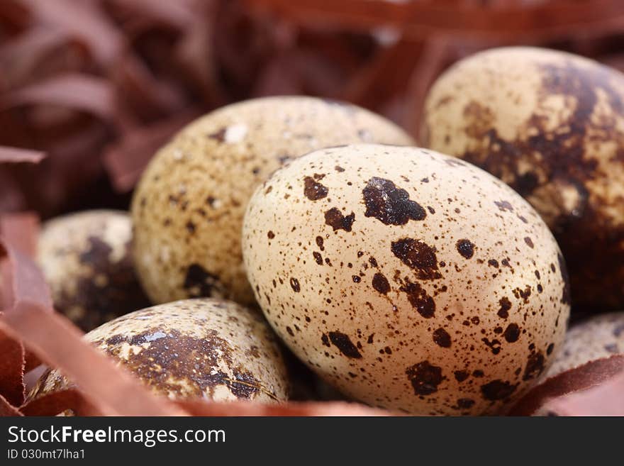 Female quail's eggs on bedding