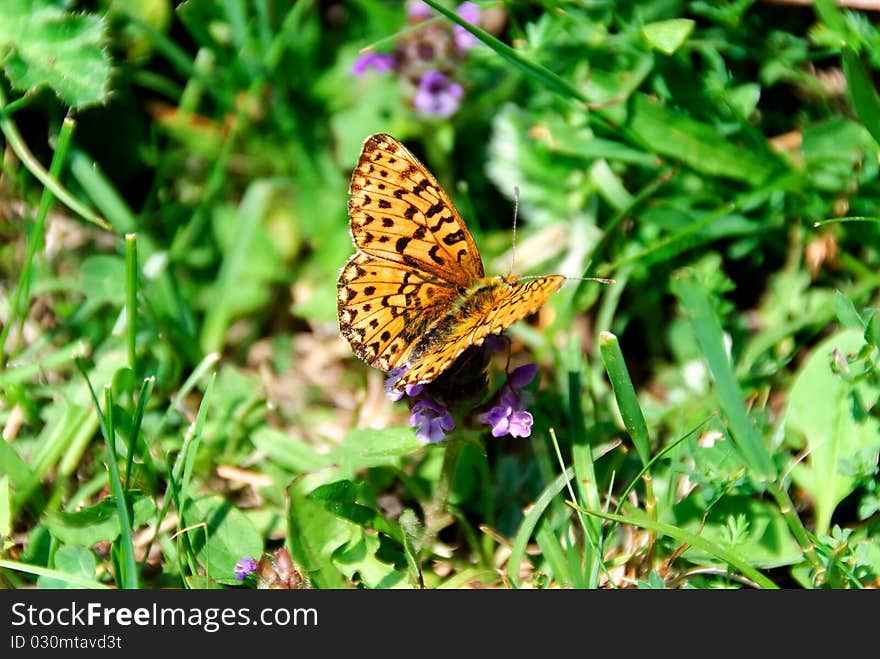 Orange butterfly on a flower