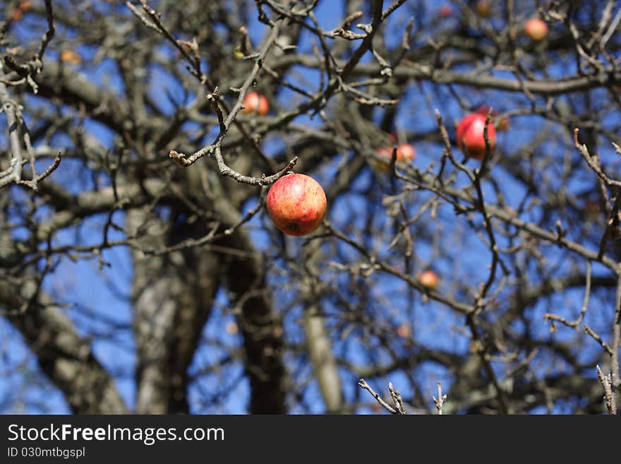 A willd apple tree on high mountain