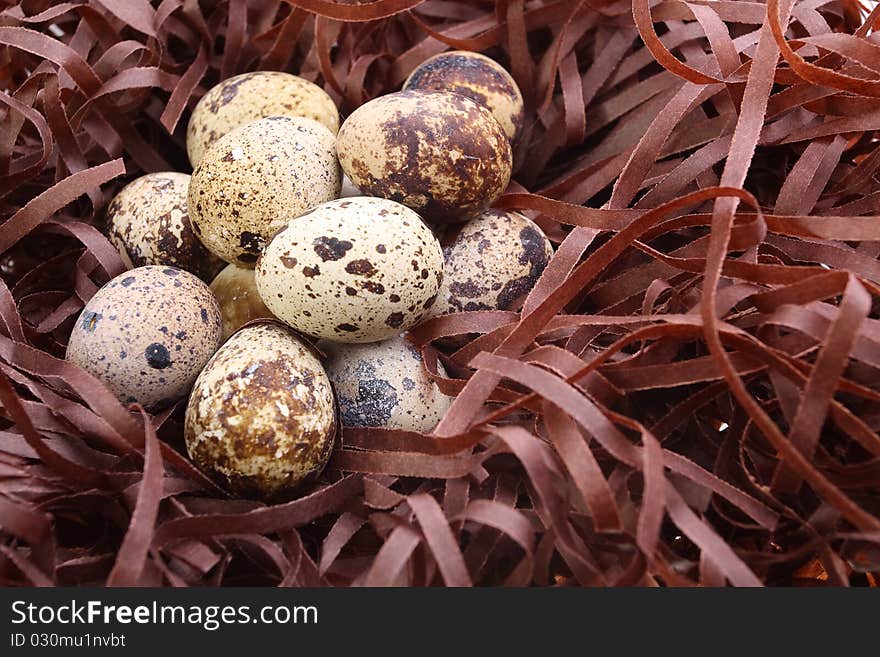 Female quail's eggs on bedding