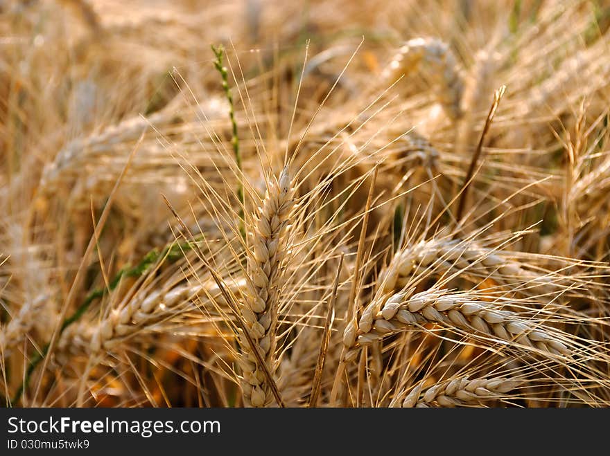 Ear of corn in a field. Ear of corn in a field