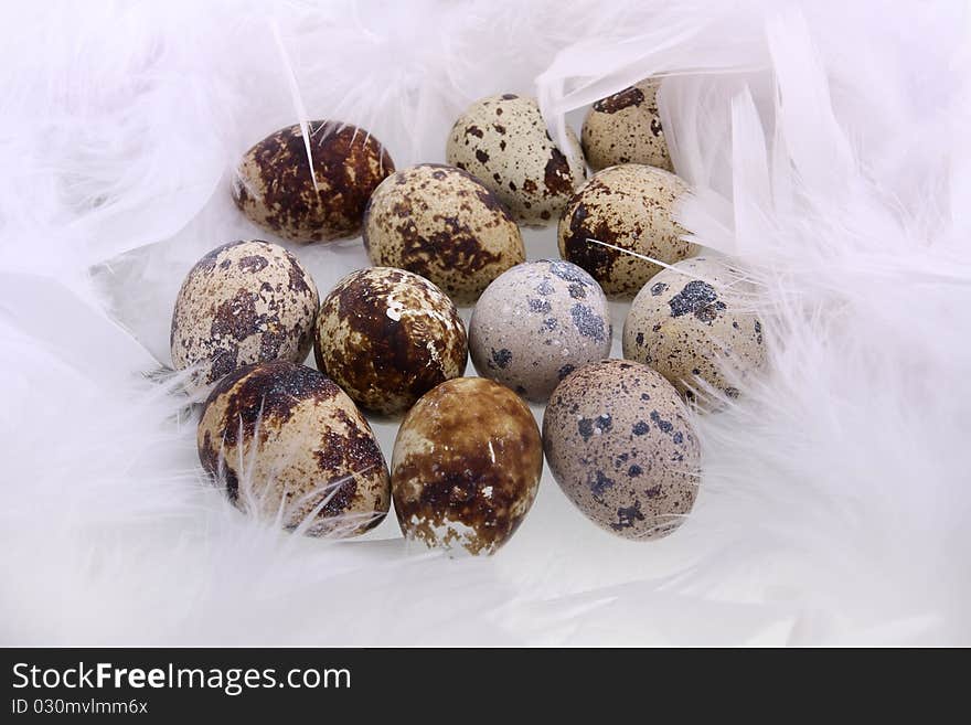 Female quail's eggs are in feathers