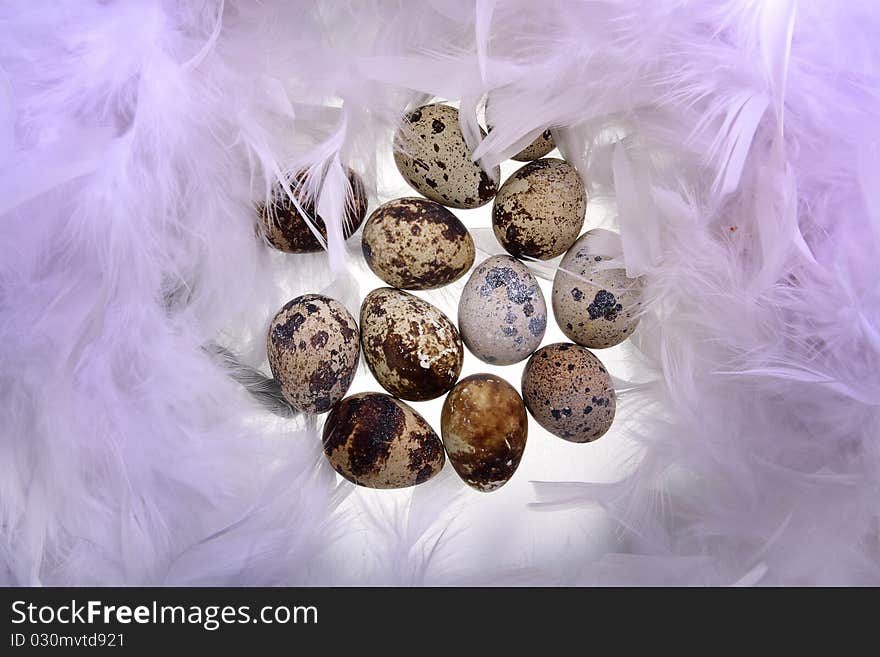 Female quail's eggs are in feathers