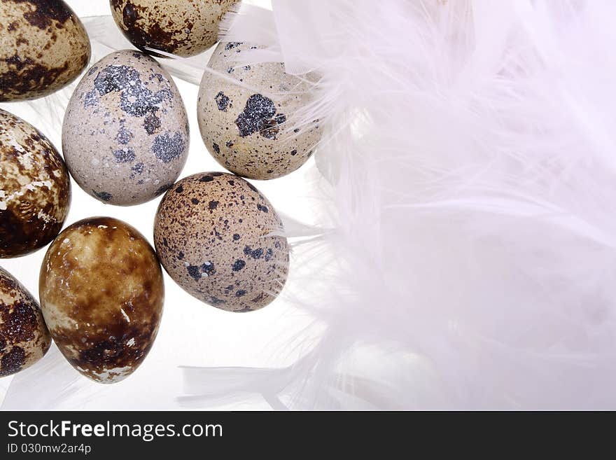 Female quail's eggs are in feathers