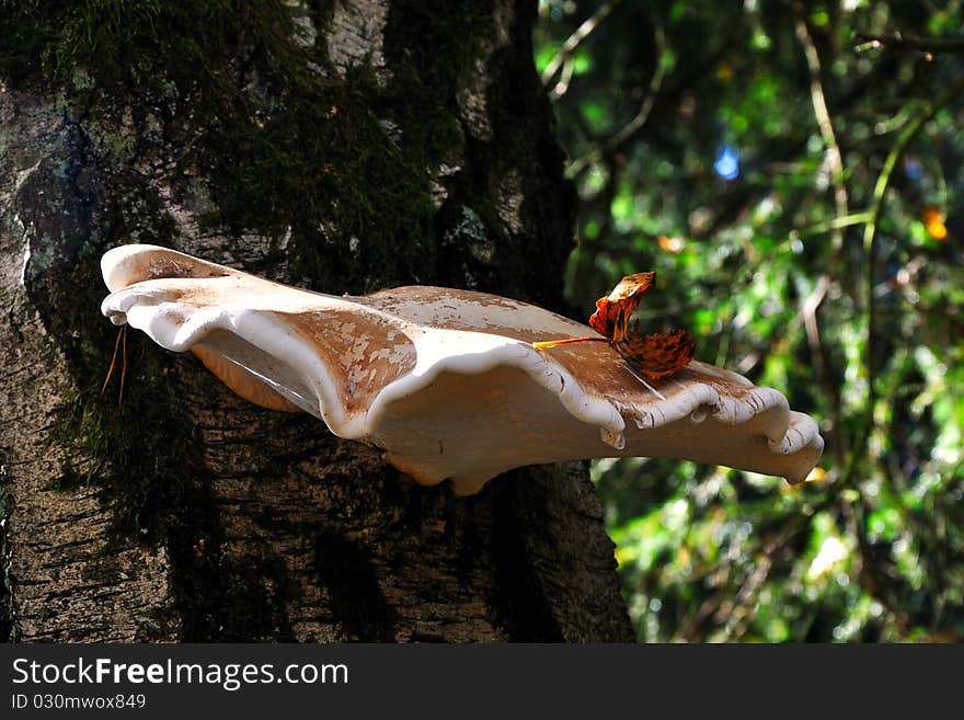 Beautiful autumn mushrooms on the tree