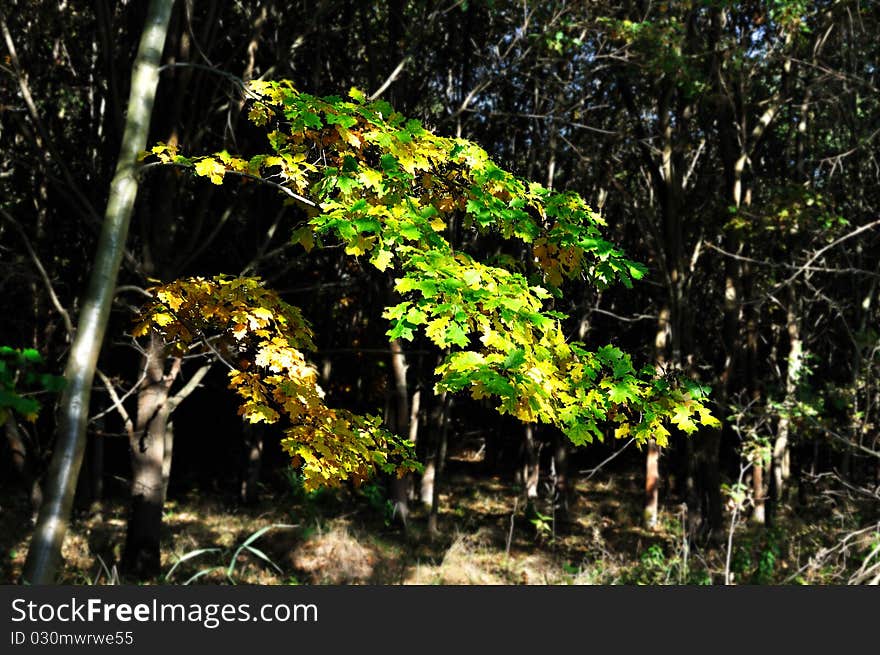 Colored autumn trees in the forest