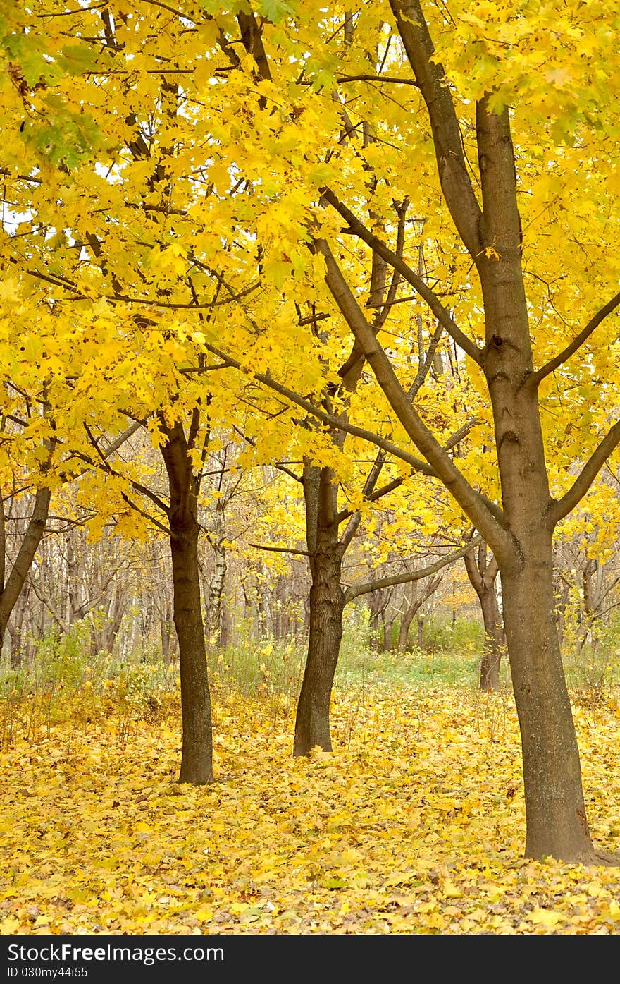 City autumn park in the early morning