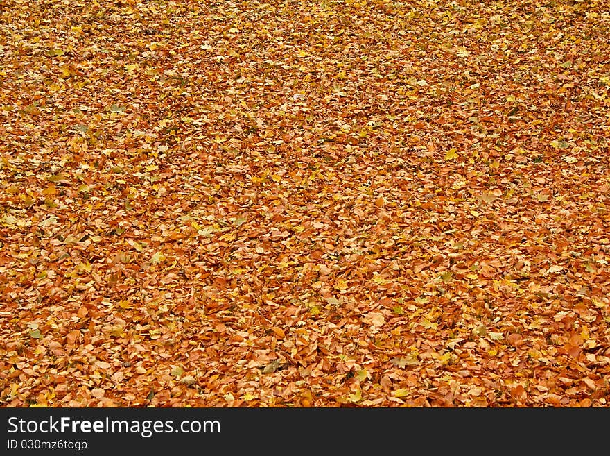 Fallen leaves on the ground in the park in autumn for background or texture use