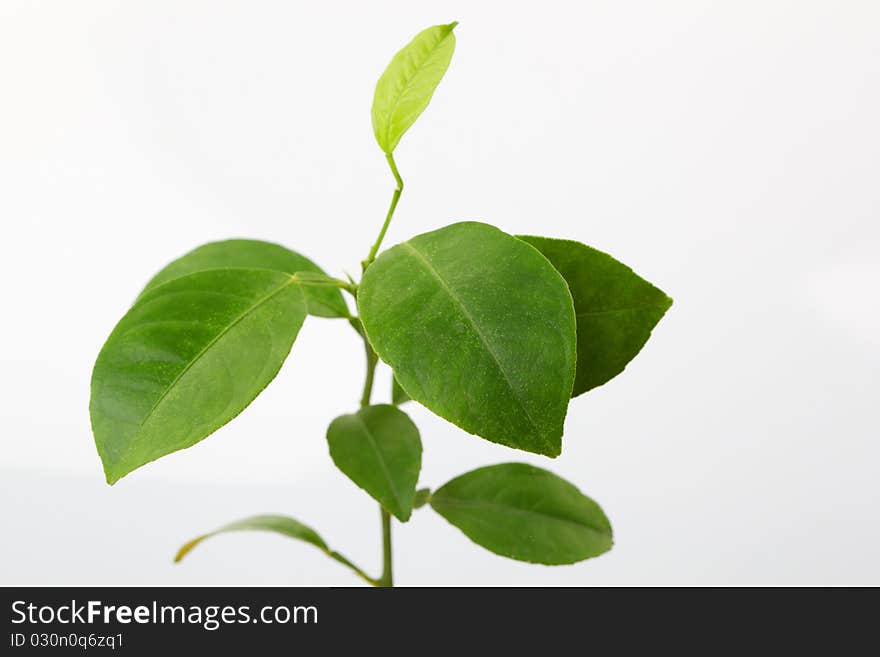 Fresh lemon leaves on isolated white background