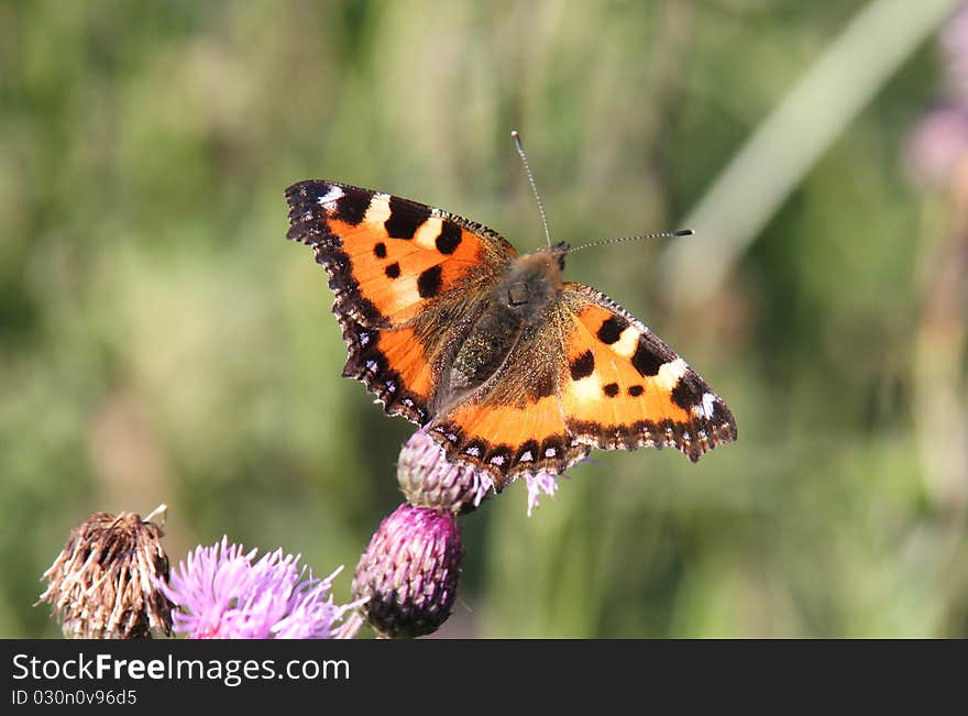 Butterfly on the flower.