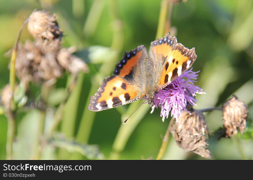 Summer in the meddow.Orange butterfly. Summer in the meddow.Orange butterfly.