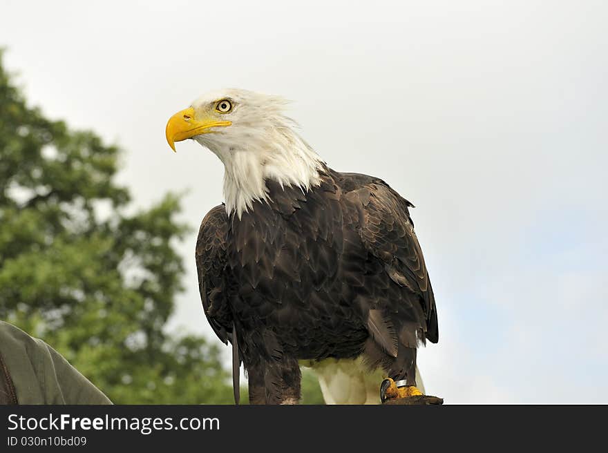 Men carrying a bald eagle on his arm. Men carrying a bald eagle on his arm.