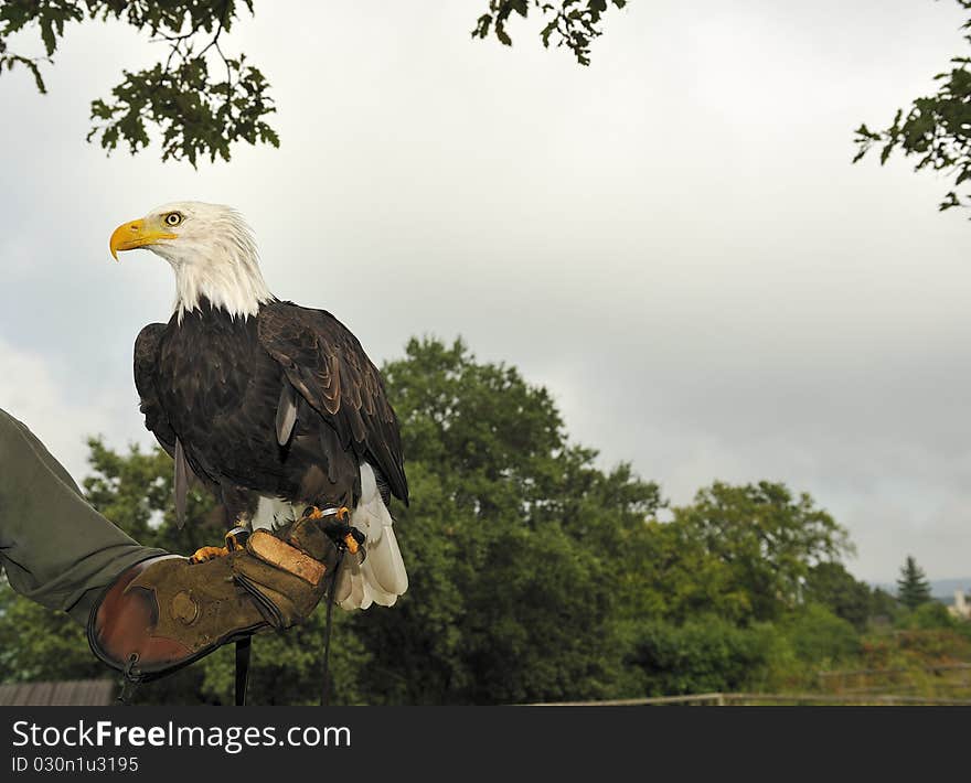 Bald Eagle (Haliaeetus leucocephalus)