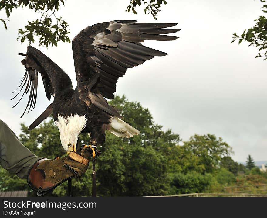 Bald eagle is eating meat on hand of a falconer. Bald eagle is eating meat on hand of a falconer.