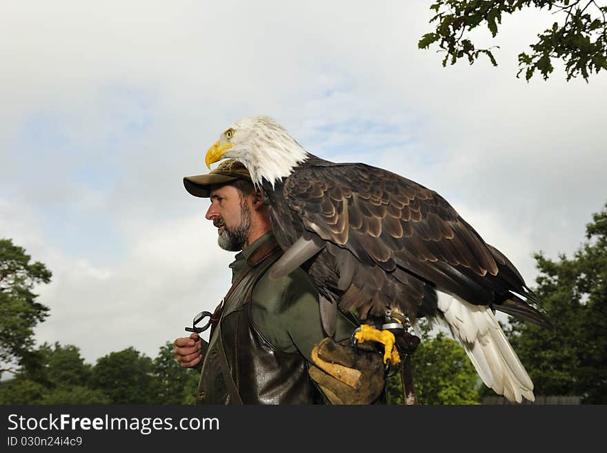 Men carrying a bald eagle on his arm.,Burg Regenstein,Harz,Germany. Men carrying a bald eagle on his arm.,Burg Regenstein,Harz,Germany.