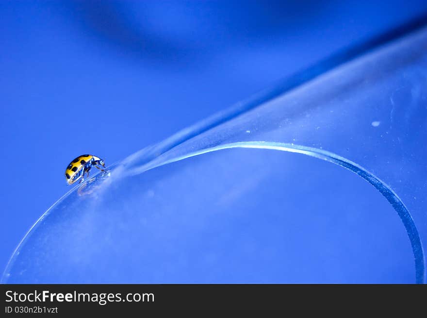 Lady bug on glass, blue background