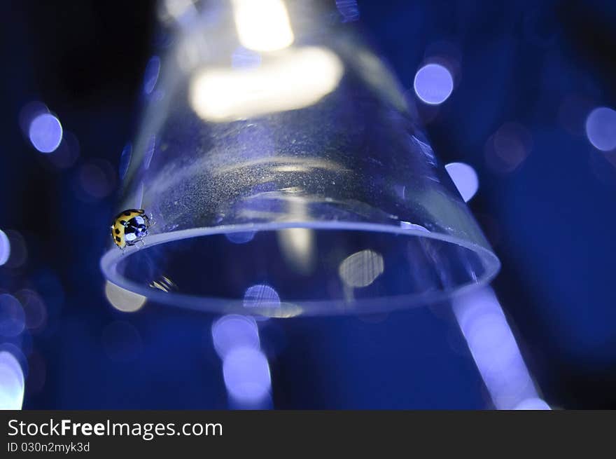 Lady bug on glass, blue background