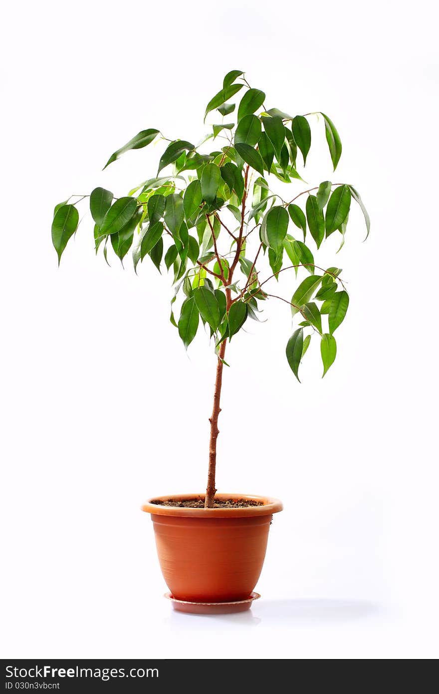 Small decorative tree isolated on a white