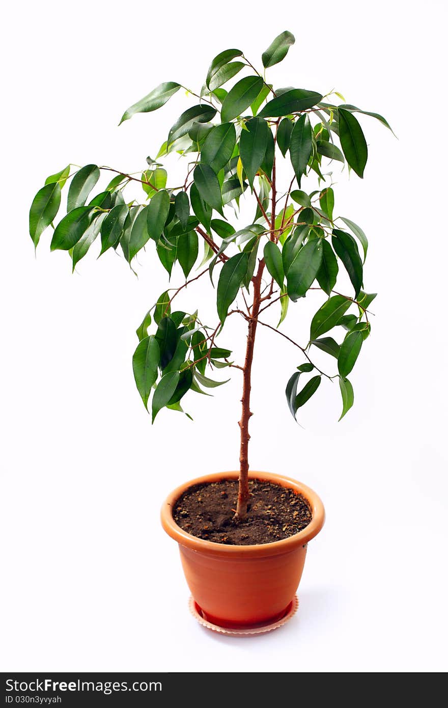 Small decorative tree isolated on a white